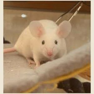 Meet your Posher, Lylina